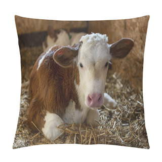 Personality  A Young Beautiful Calf Lies On The Hay In The Stall. Pillow Covers