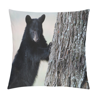 Personality  American Black Bear Cub Pillow Covers