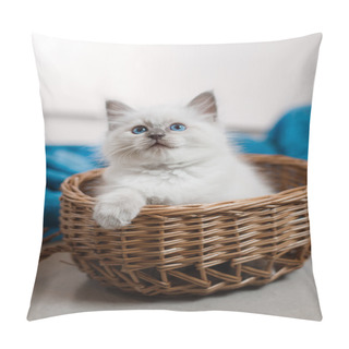 Personality  Ragdoll Blue Point Little Kitten  Pillow Covers