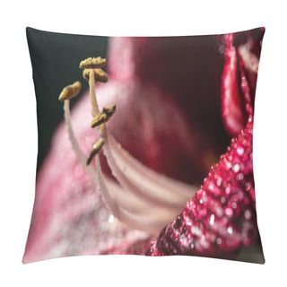 Personality  Close Up View Of Red Lily Flower With Water Drops Isolated On Black Pillow Covers