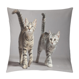 Personality  Two Cute Tabby Kittens Walking Towards Camera. Studio Shot Again Pillow Covers