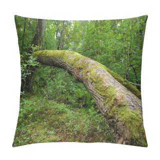 Personality  Fallen Trees In The Deciduous Forest In The Karelian Isthmus, Russia. Pillow Covers