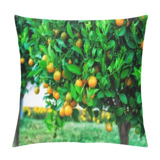 Personality  Branches With The Fruits Of The Tangerine Trees Pillow Covers