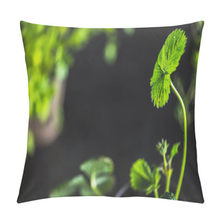 Personality  Fresh Green Plants  Pillow Covers