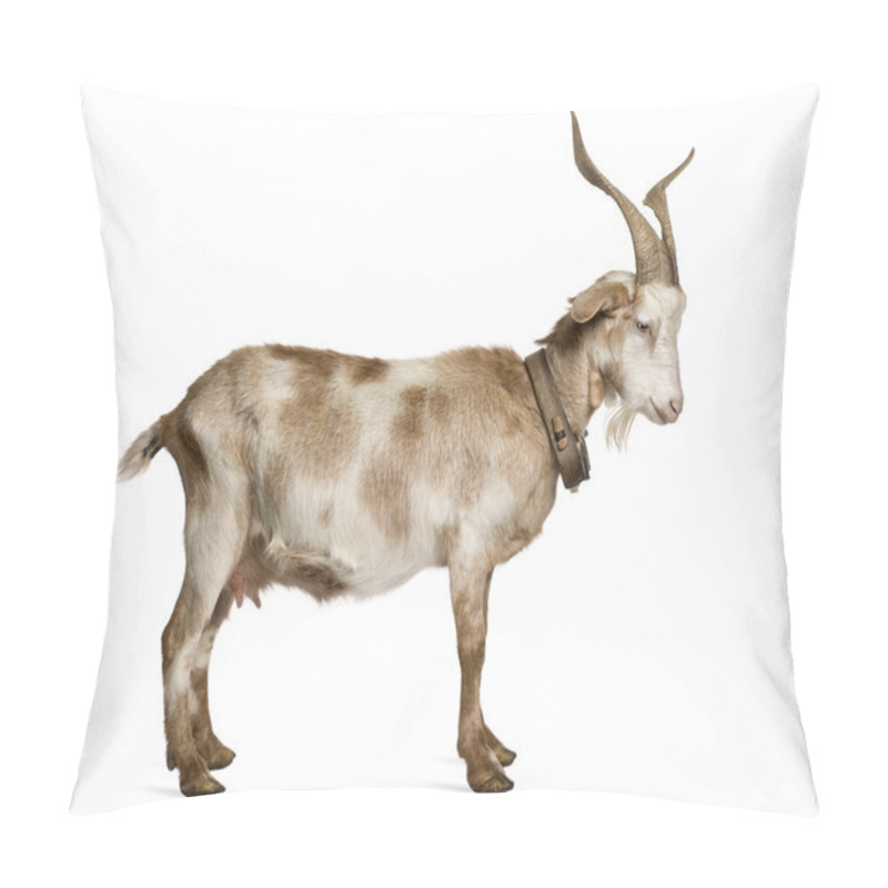 Personality  Female Rove goat standing in front of white background pillow covers