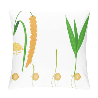 Personality  Sequence Of Foxtail Millet Plant Growing Isolated On White. Pillow Covers