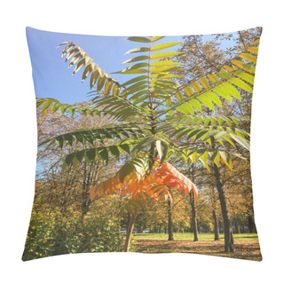 Personality  Young Acacia Tree Against The Background Of Large Trees, Park In Autumn Pillow Covers