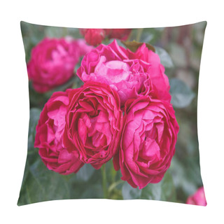 Personality  Blooming Rose In The Garden On A Sunny Day. Rose Ascot Pillow Covers