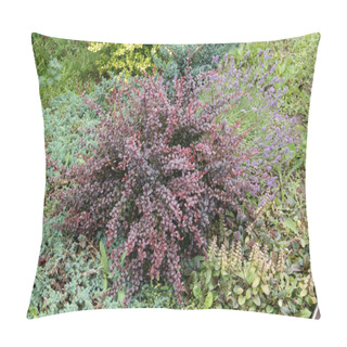 Personality  Red Leaves Of Berberis Thunbergii, Crimson Pygmy Or Japanese Barberry In Spring Garden. Pillow Covers