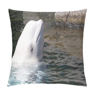 Personality  Cute Beluga Looking Out Of The Water Pillow Covers