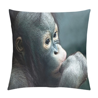 Personality  Close Up Of Little Orangutan (Pongo Pygmaeus) Pillow Covers
