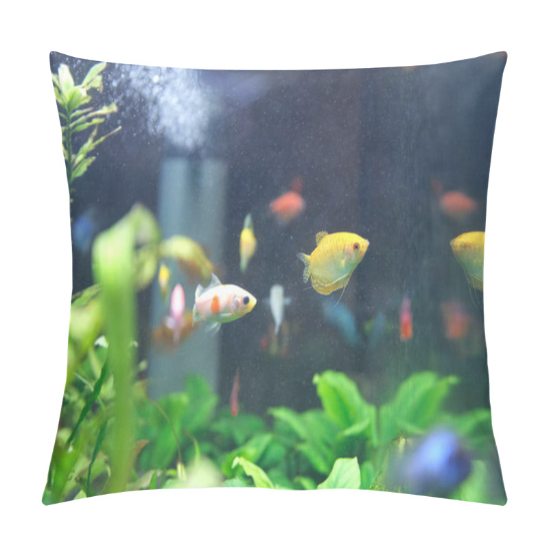 Personality  Colorful exotic fish swimming in deep blue water aquarium with green tropical plants pillow covers