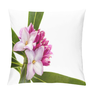 Personality  Daphne Flower, Isolated On White. Pillow Covers