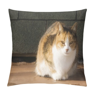Personality  Portrait Of A Cat Pillow Covers
