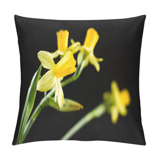 Personality  Daffodil Or Narcissus Flowers On A Black Background Pillow Covers