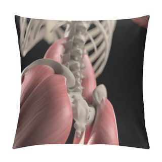 Personality  Human Spine And Pelvis Anatomy Model Pillow Covers