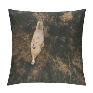 Personality  Elevated View Of Lion Walking On Grassy Ground At Zoo  Pillow Covers