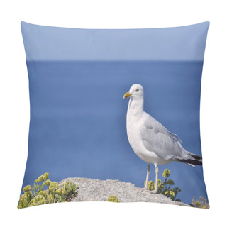 Personality  Closeup Profile Herring Gull (Larus Argentatus) Standing On Rock At Quiberon In Brittany In France Pillow Covers