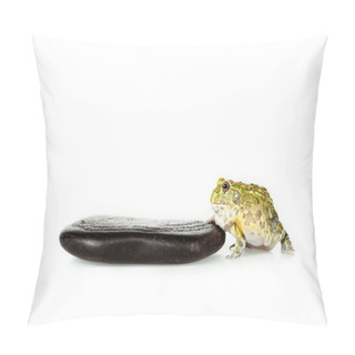 Personality  Cute Green Frog Near Black Stone Isolated On White Pillow Covers