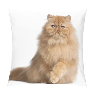 Personality  Persian Kitten, 6 Months Old, In Front Of White Background Pillow Covers
