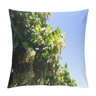 Personality  White Camellia Flower In Australia Pillow Covers