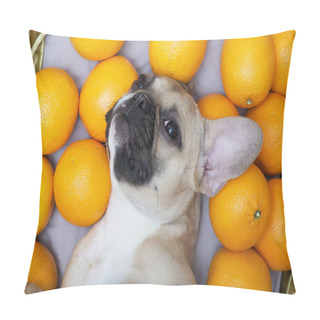 Personality  The French Bulldog Dog, Covering His Eyes, Lies Relaxed On His Back Among Ripe Orange Oranges And Furtively Looks Into The Camera. Shelf In A Supermarket With A Lot Of Large Fresh Fruits. Pillow Covers
