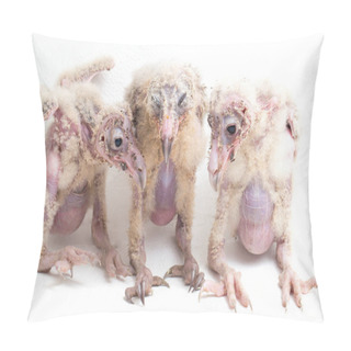Personality  Three Chick Of Barn Owl Tyto Alba Isolated On White Background Pillow Covers