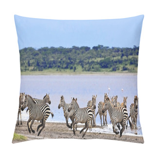 Personality  Zebras In The Serengeti National Park, Tanzania Pillow Covers