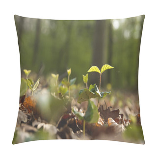 Personality  Forest Regeneration, Beech Trees Sprouting  Pillow Covers