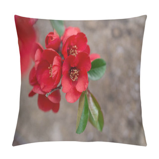 Personality  Chaenomeles Japonica. Beautiful Red Flowers Close Up Pillow Covers