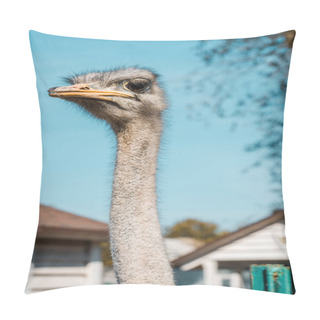 Personality  Selective Focus Of Beautiful Ostrich Standing At Farm  Pillow Covers