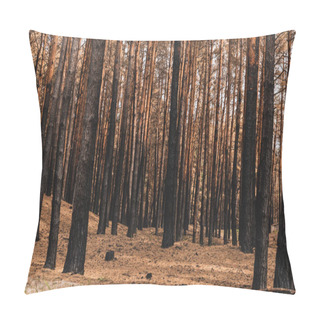 Personality  Sunlight On Tree Trunks In Summer Woods  Pillow Covers