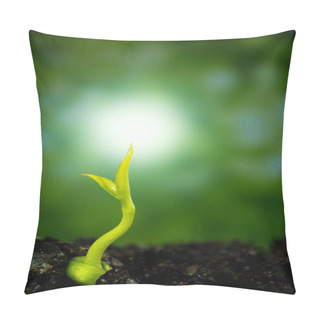 Personality  Bud Leaves Of Young Plant Seedling In Forest Pillow Covers