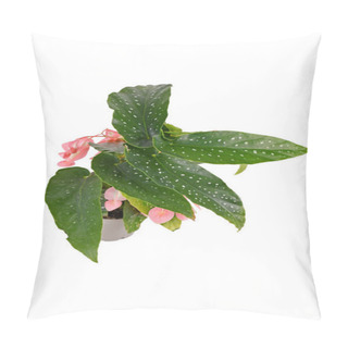 Personality  Tropical 'Begonia Tamaya' Houseplant With Pink Flowers In Pot On White Background Pillow Covers