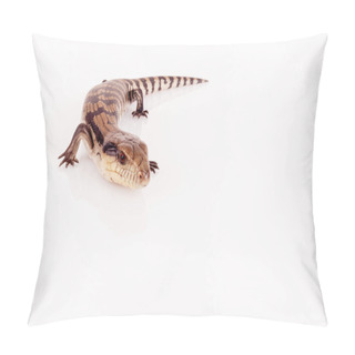 Personality  Australian Baby Eastern Blue Tongue Lizard Closeup Walking On Reflective White Perspex Base Isolated Against White Background, Copy Space In Landscape Format Pillow Covers