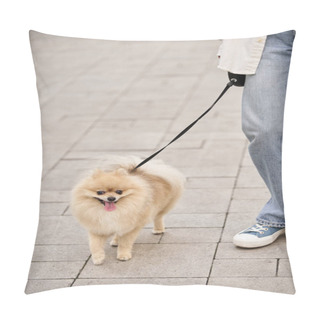 Personality  Partial View Of Woman Strolling With Fluffy Pomeranian Spitz On Roulette Leash On Urban Street Pillow Covers