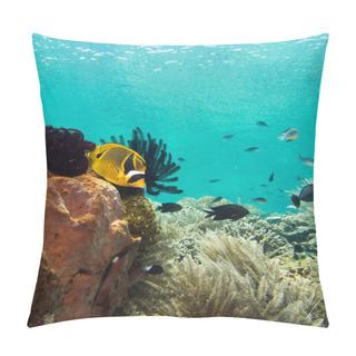 Personality  Raccoon Butterfly Fish Pillow Covers