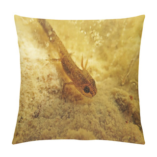 Personality  Underwater Photograph Of A Young Newt In A Pond. Older Larva Of A Mountain Newt  Pillow Covers