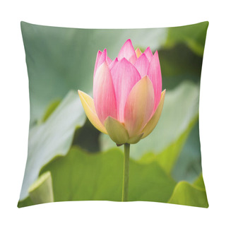 Personality  Beautiful Lotus Flower Blossom In The Garden Pond Pillow Covers