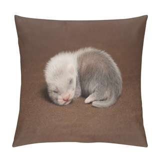 Personality  Young Ferret Baby Posing In Studio On Background Pillow Covers