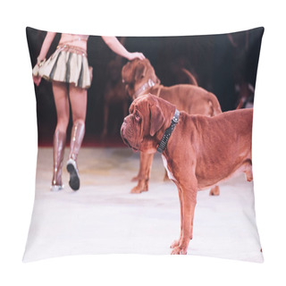 Personality  Cropped View Of Handler Performing With Dogue De Bordeaux In Circus Pillow Covers