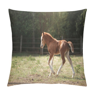 Personality  A Pretty Foal Stands In A Summer Paddock Pillow Covers