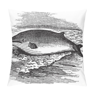Personality  Fin Whale Or Balaenoptera Physalus Vintage Engraving Pillow Covers