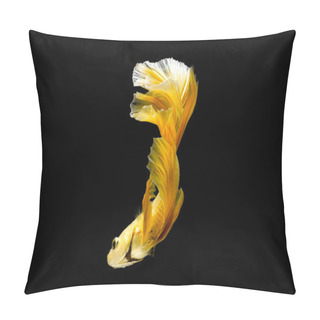 Personality  Close Up Siamese Fighting Fish Betta Splendens (Halfmoon Gold Dragon Betta ) Isolated On Black Background. Long Fins And Tail.  Action Fish Splendens Pillow Covers