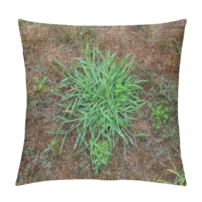 Personality  House Front Lawn Covered With Pesky Crabgrass Weeds Pillow Covers