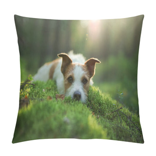 Personality  Dog In The Forest. Jack Russell Terrier Is Lying On The Moss. Tracking In Nature. Pet Resting Pillow Covers