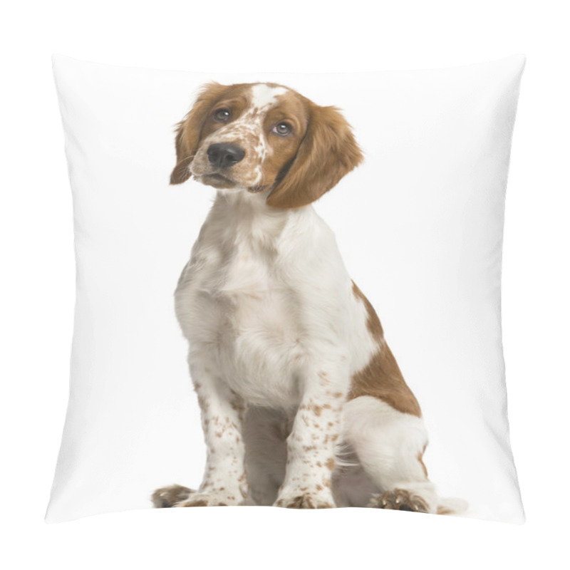 Personality  Welsh Springer Spaniel Sitting In Front Of A White Background Pillow Covers