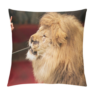 Personality  Feeding The Lions At The Circus Pillow Covers