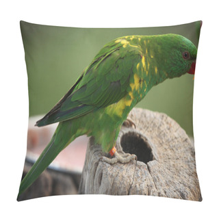 Personality  Scaly-breasted Lorikeet (Trichoglossus Chlorolepidotus) Pillow Covers