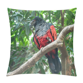 Personality  Pesquet's Parrot, Psittrichas Fulgidus, With Red Wings And Black Neck And Tail, Sitting On The Branches Of A Tree Pillow Covers